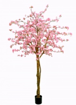 Japanse sierkersenboom 240cm (TIJDELIJK UITVERKOCHT)